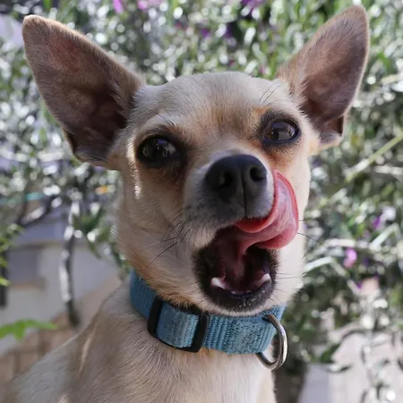 History Hvar 1529 بيت ضيافة 4*