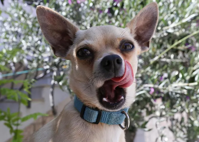 History Hvar 1529 Gasthuis 4*